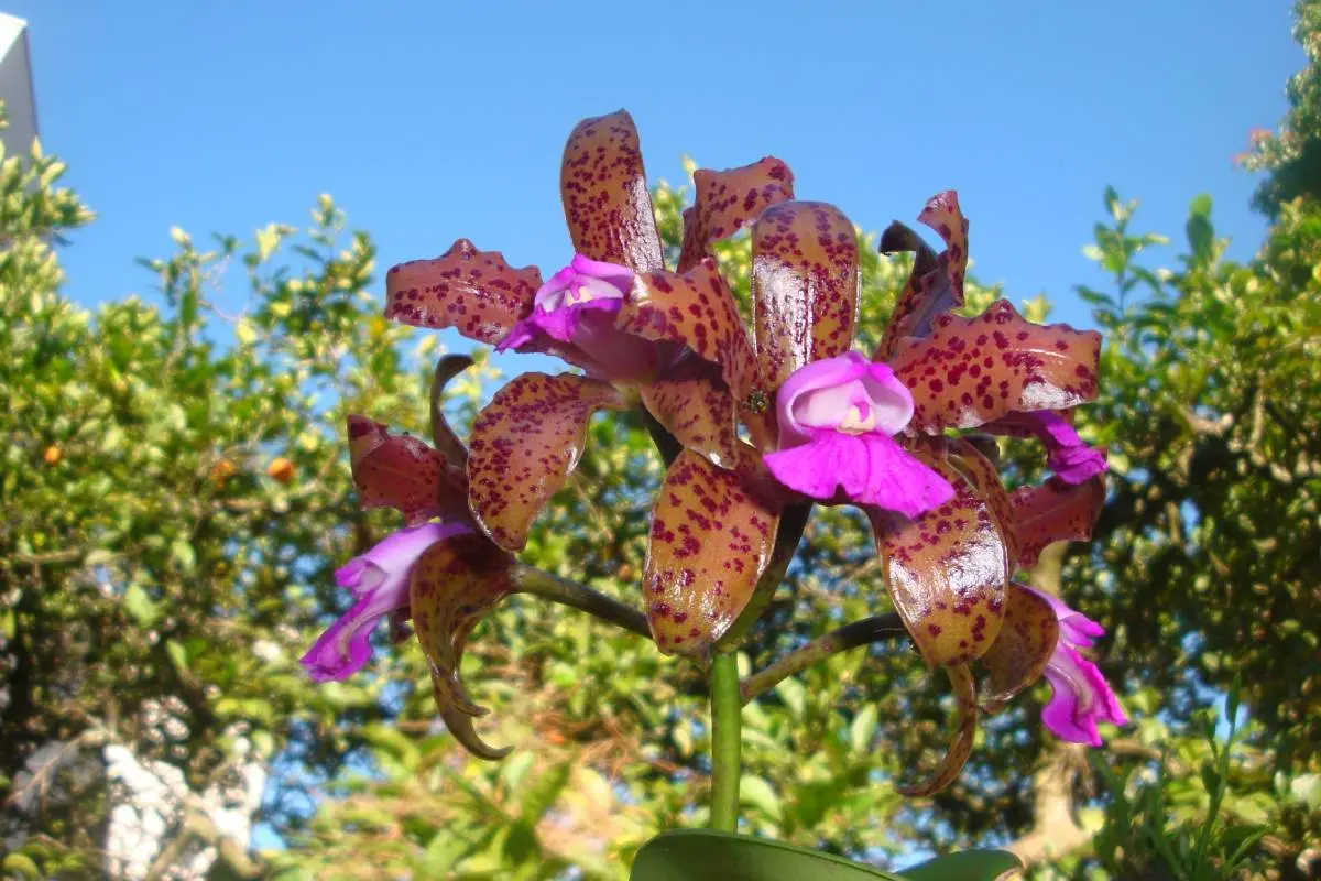 The Best Shade Flowers to Brighten and Beautify Your Garden