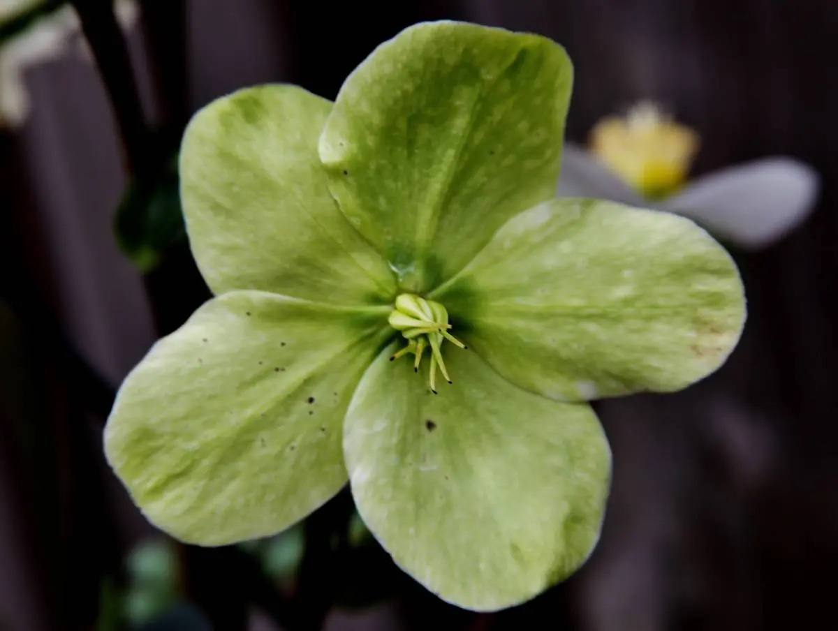 The Enchanting World of Green Flowers: A Unique Touch for Your Garden