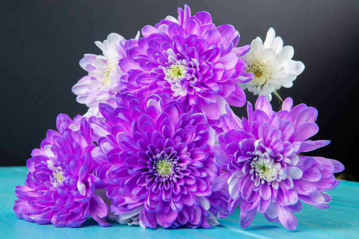 The Complete Guide to Stunning Purple Flowers: Names, Care, and Benefits