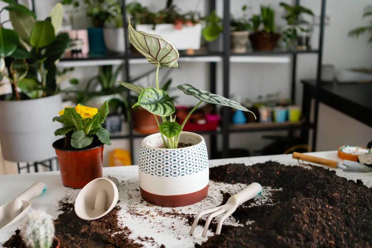 The Best Soil for Indoor Plants: A Comprehensive Guide