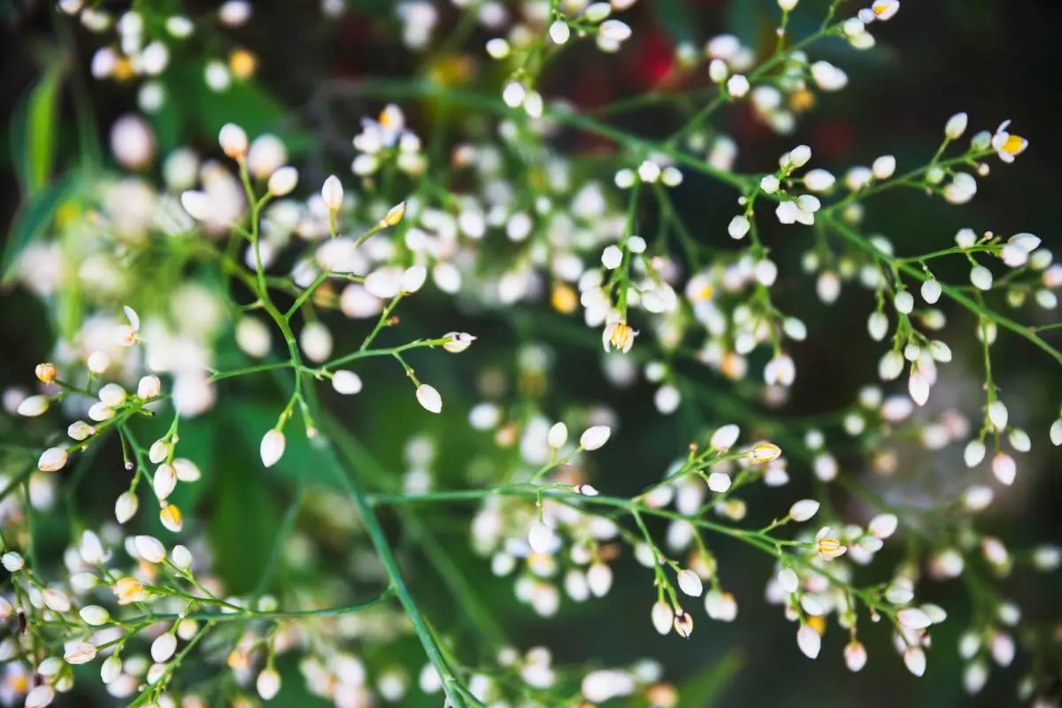 Baby’s Breath Flowers: A Complete Guide to Growing and Caring for Gypsy Flowers