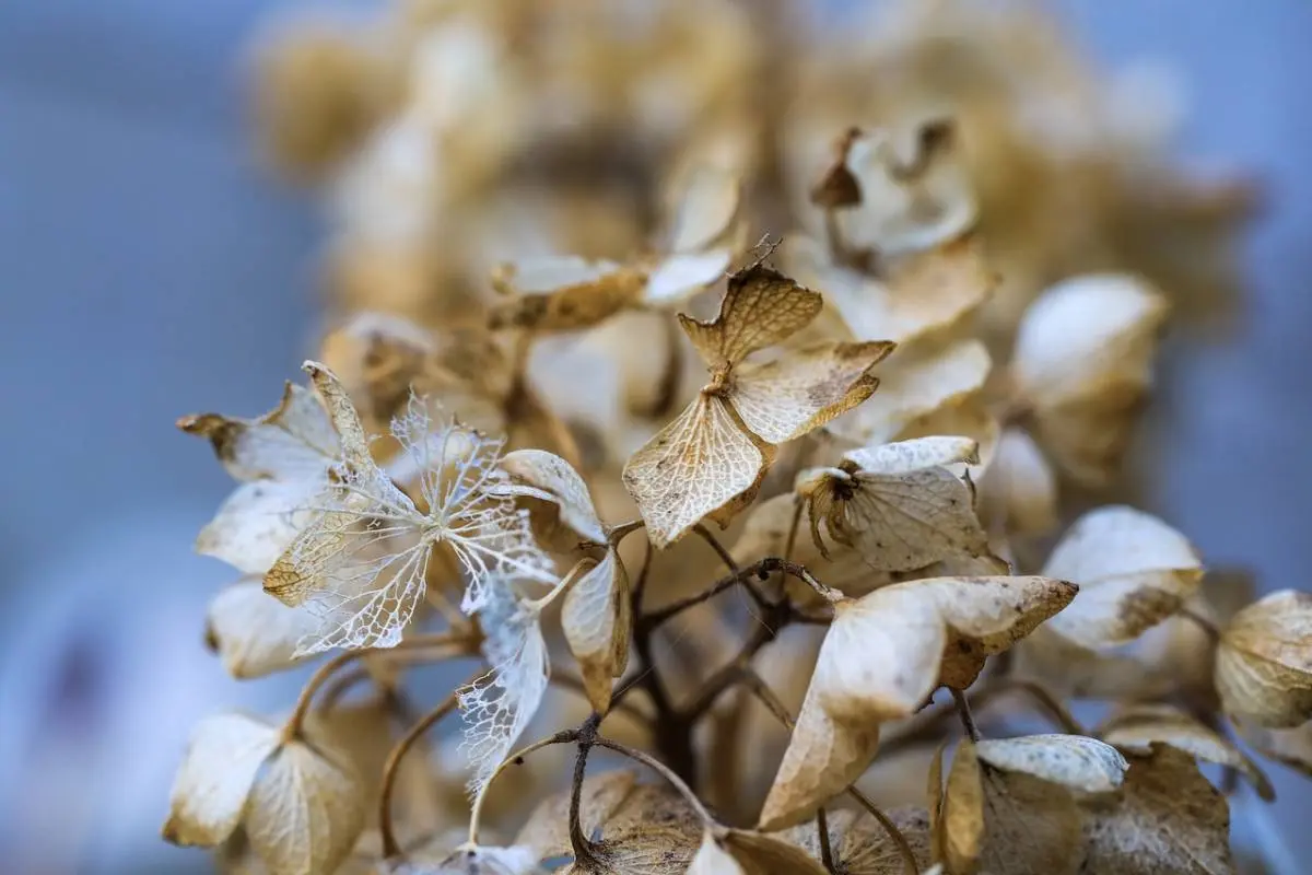 10 Unique Brown Flowers to Beautify Your Garden Naturally